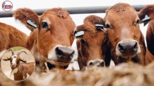 MGNREGA Pashu Shed Scheme 2025