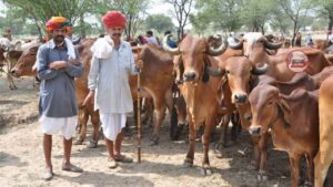 Mukhyamantri Mangla Pashu Bima Yojana