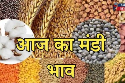 Mandi Bhav 12 February 2025