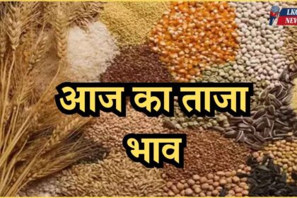 Mandi Bhav Rate 19 February 2025