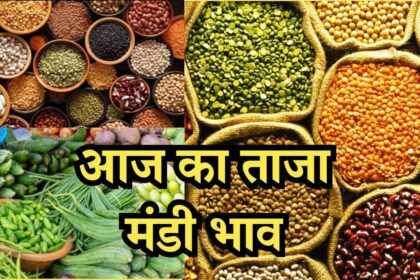 Mandi Bhav Rate 24 February 2025