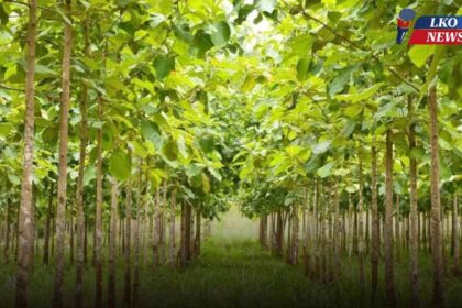 This plant will make you a millionaire in 12 years