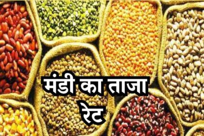 Mandi Bhav Rate 1 March 2025